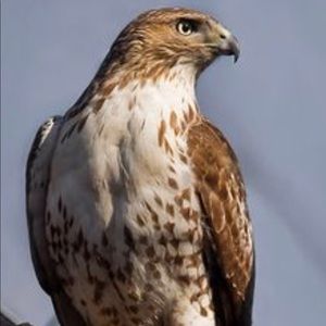 Meet your Posher, Deborah